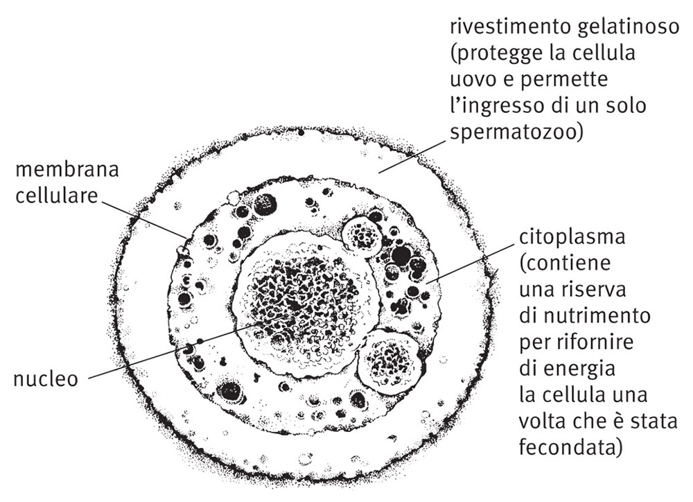 I gameti: le cellule della riproduzione sessuale