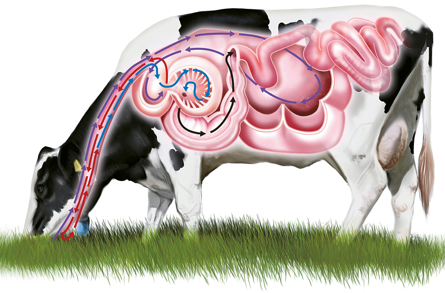 Преджелудки жвачных. Пищеварительный тракт коровы. Система пищеварения коровы. Пищеварительная система коровы анатомия. Рубец в пищеварительной системе коровы.